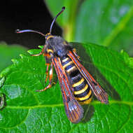 Image of Raspberry Clearwing