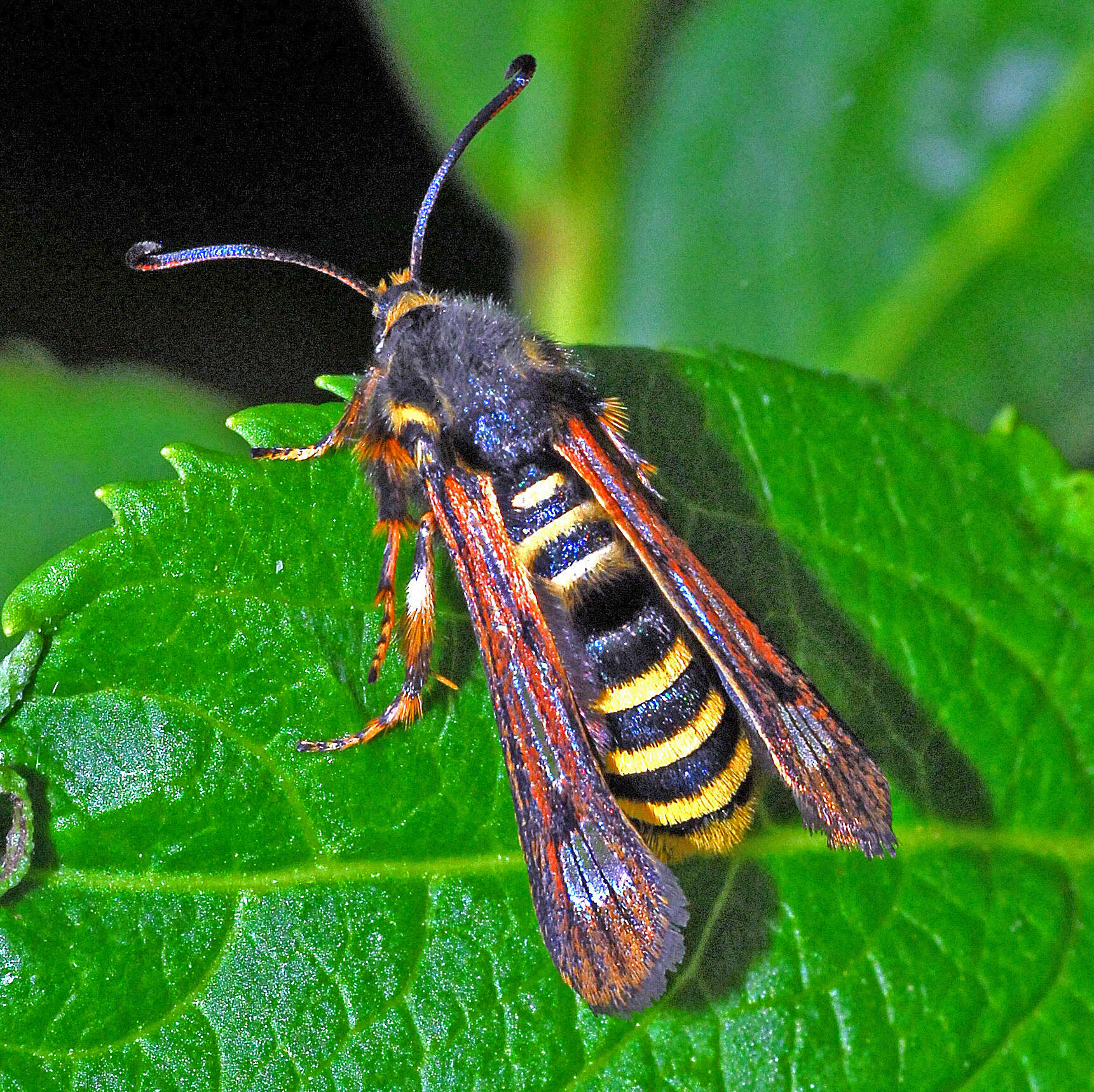 Image of Raspberry Clearwing