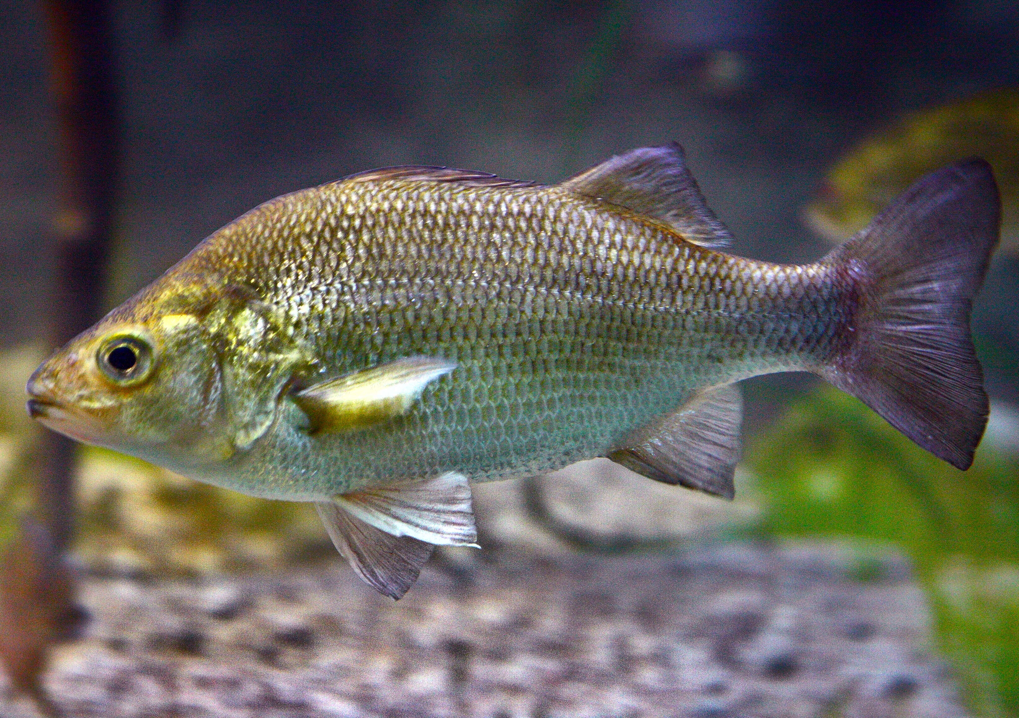 Image of White Perch