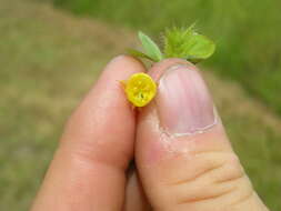 Imagem de Chamaecrista rotundifolia (Pers.) Greene