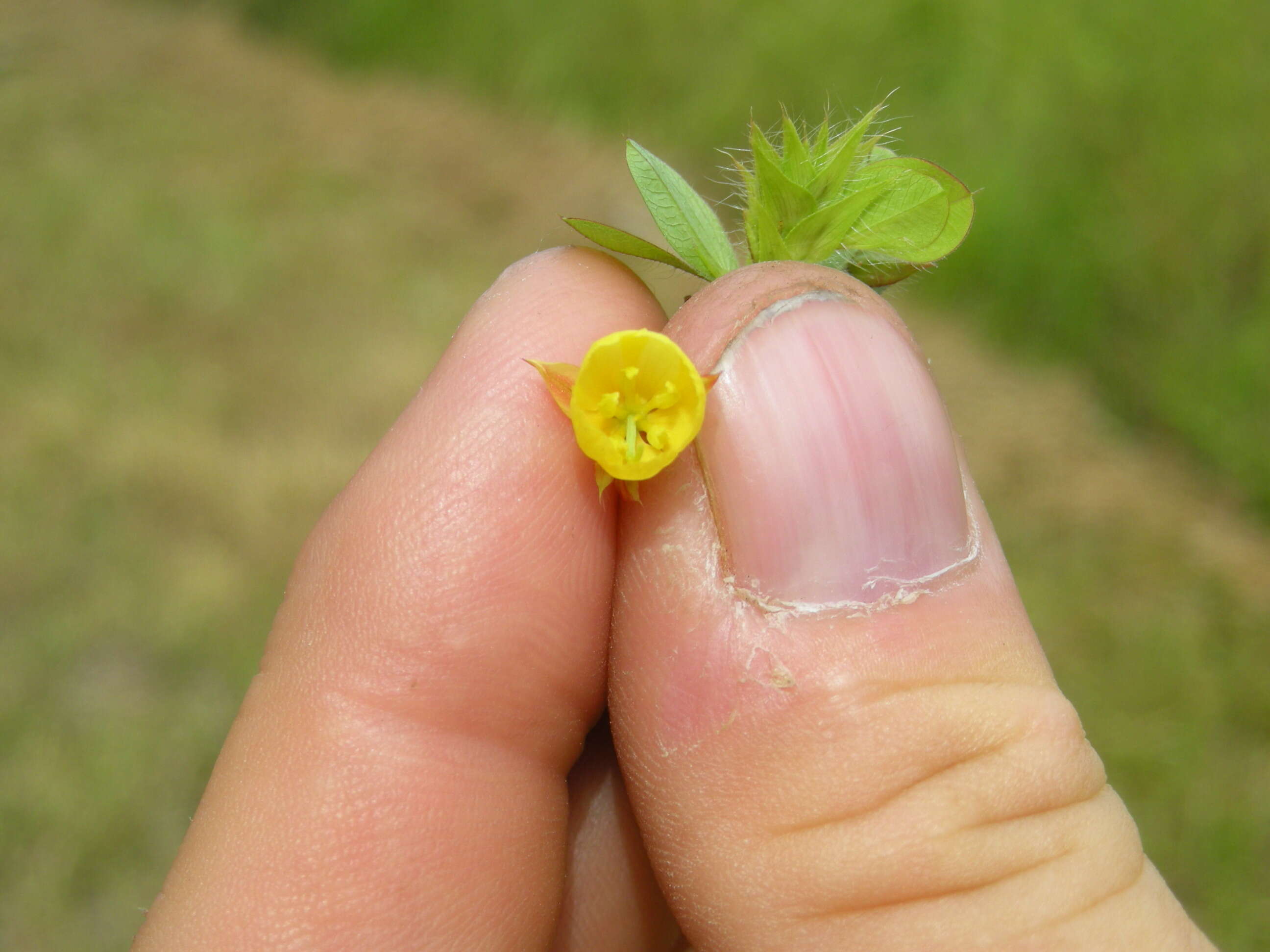 Image of roundleaf sensitive pea