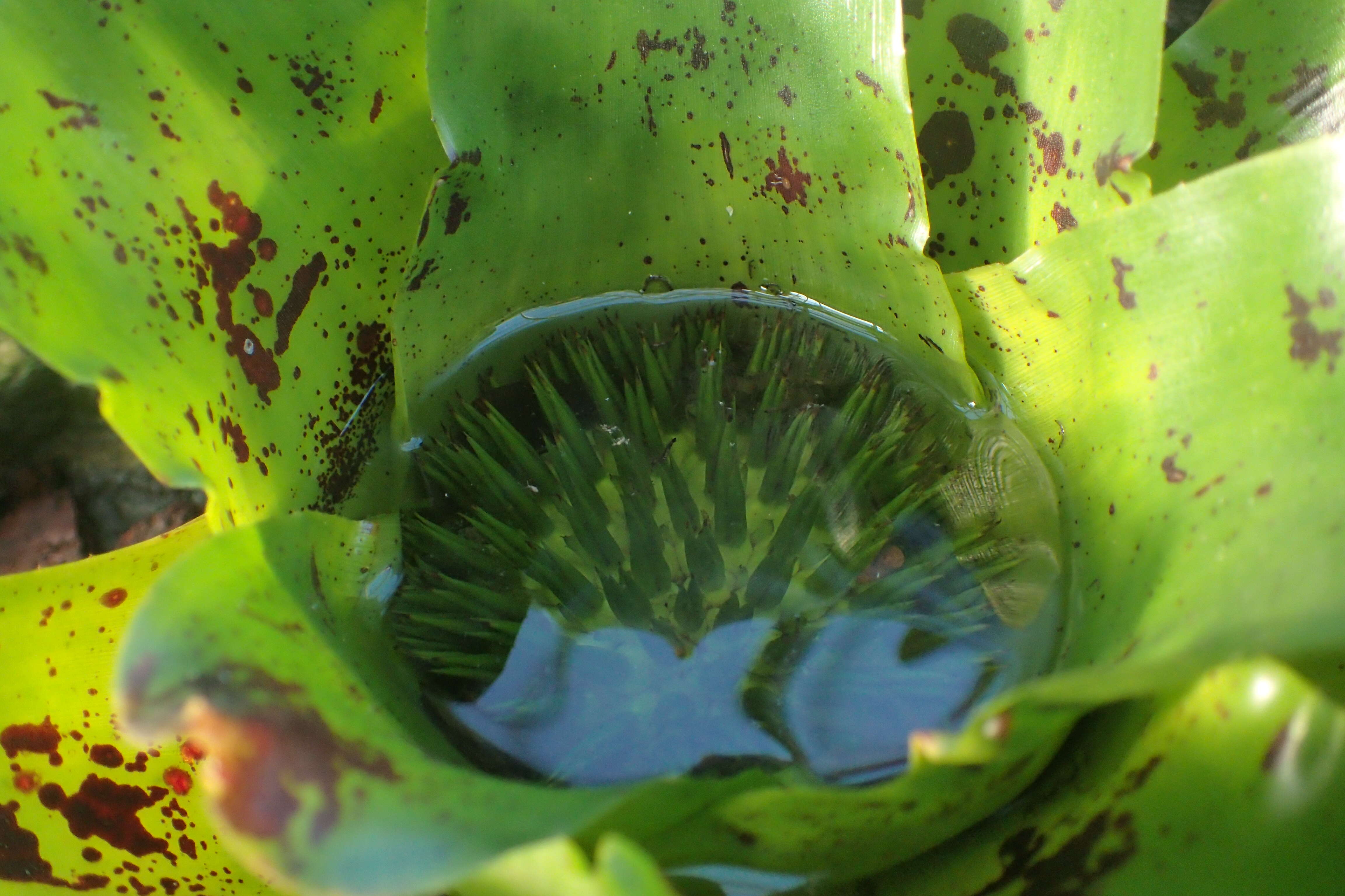 Image of Neoregelia kautskyi E. Pereira