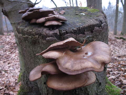 Image of Pleurotus