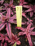 Image of Cryptanthus bivittatus (Hook.) Regel