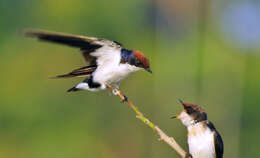 Hirundo smithii Leach 1818 resmi