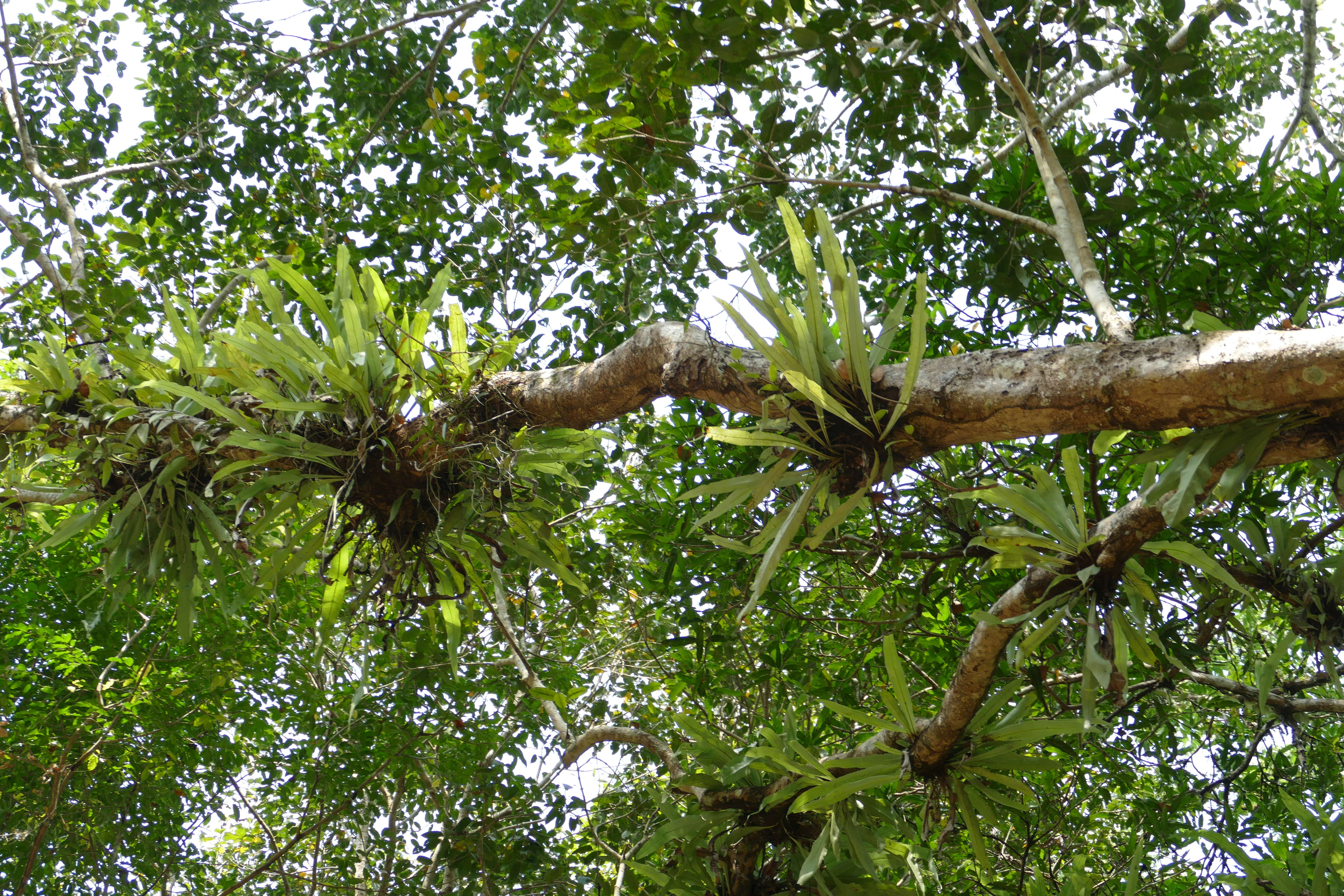 Image de Artocarpus lacucha