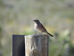 Image of Cape Bunting