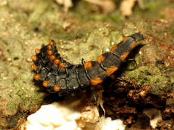 Слика од Calopteron