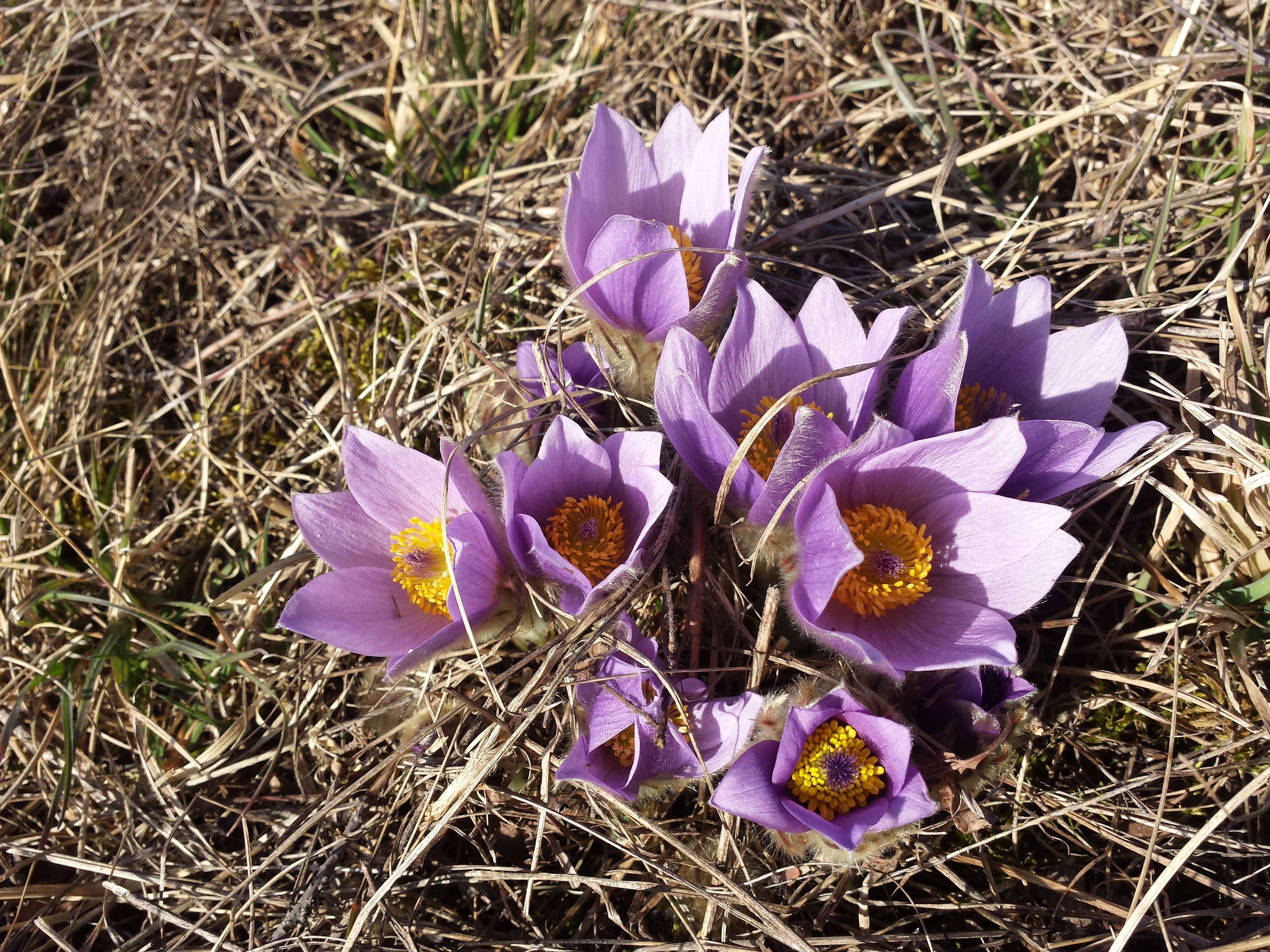 Image of Greater Pasque Flower