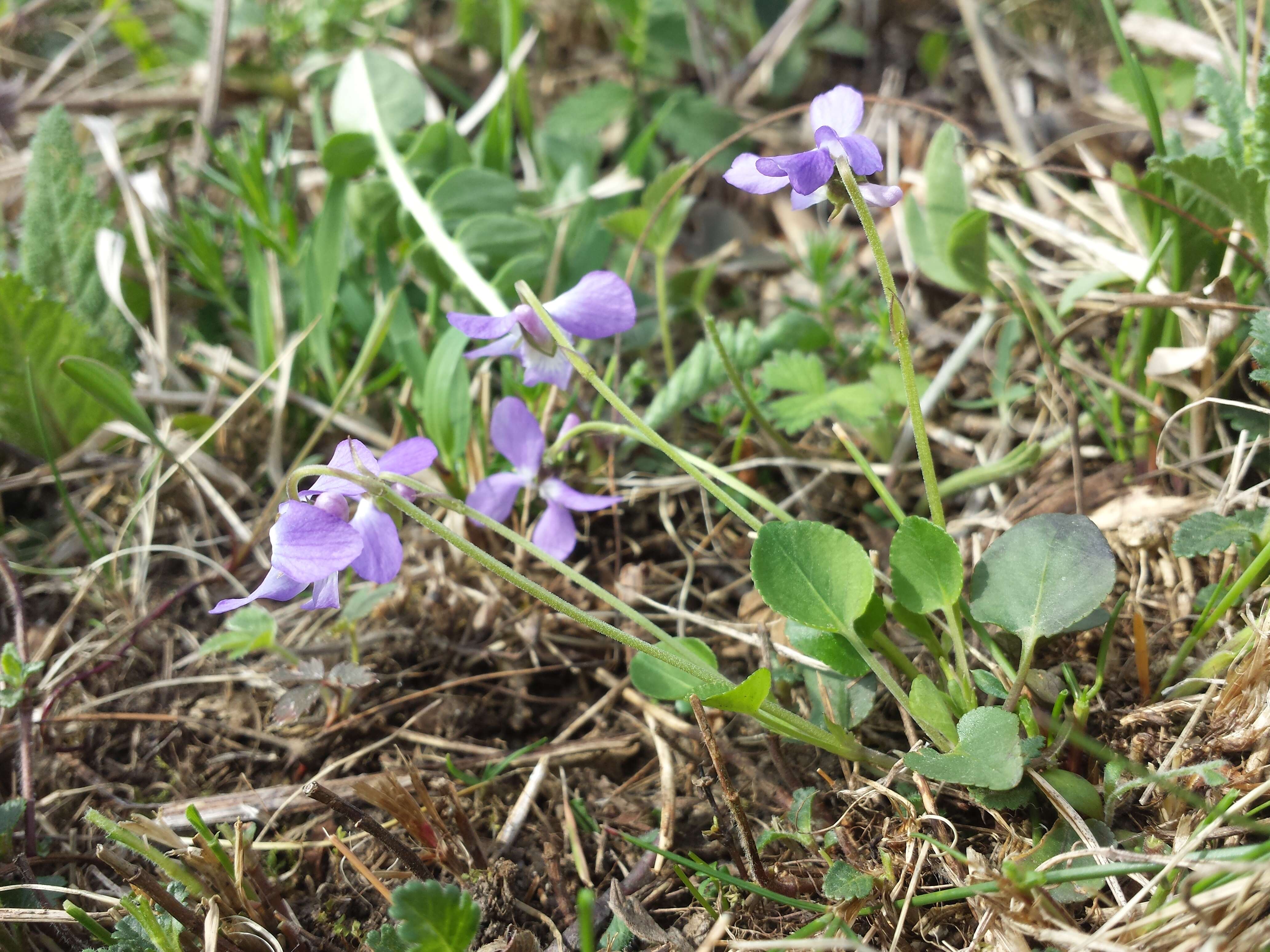 Image of teesdale violet