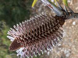 Image of blue banksia