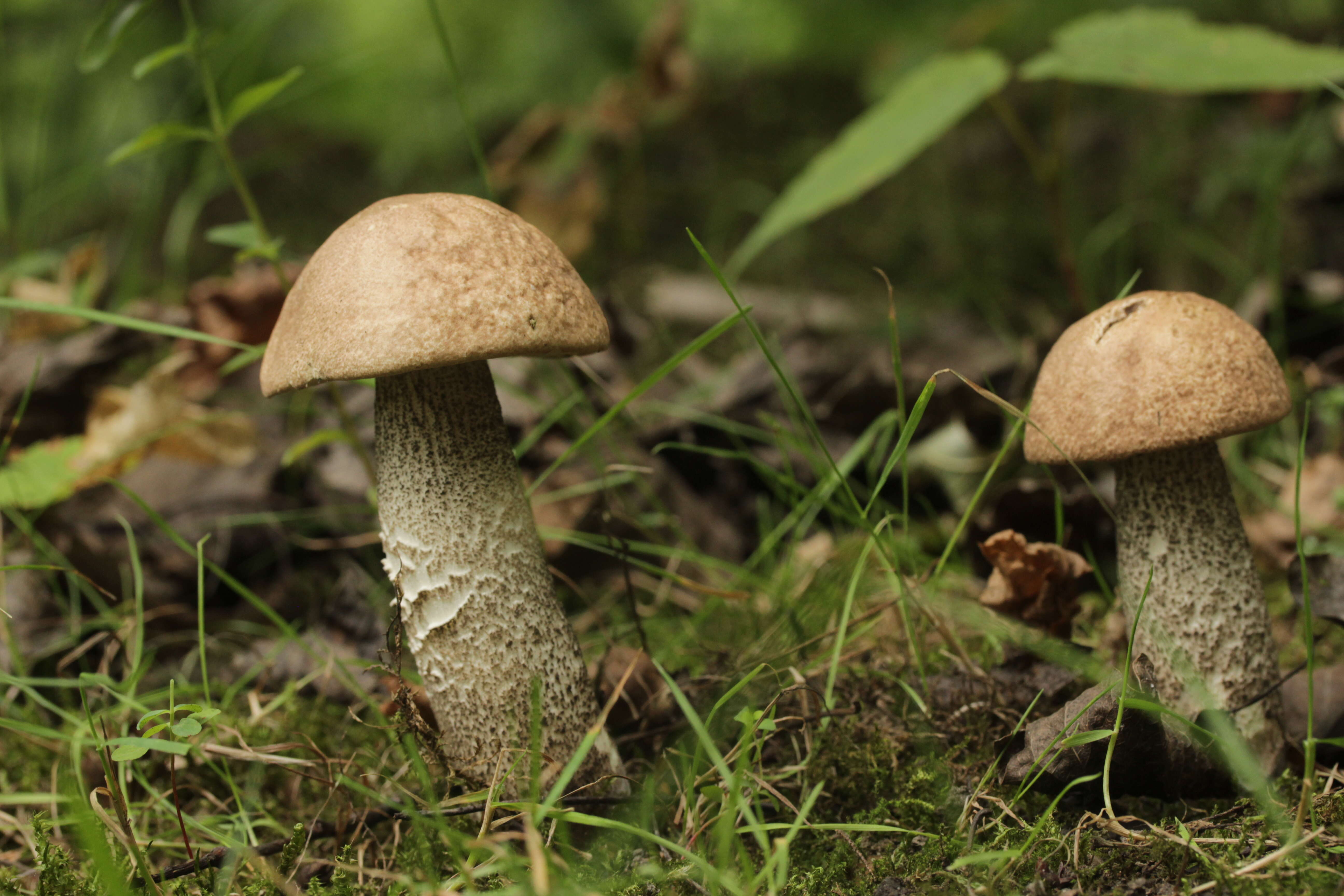 Image of Leccinum scabrum (Bull.) Gray 1821