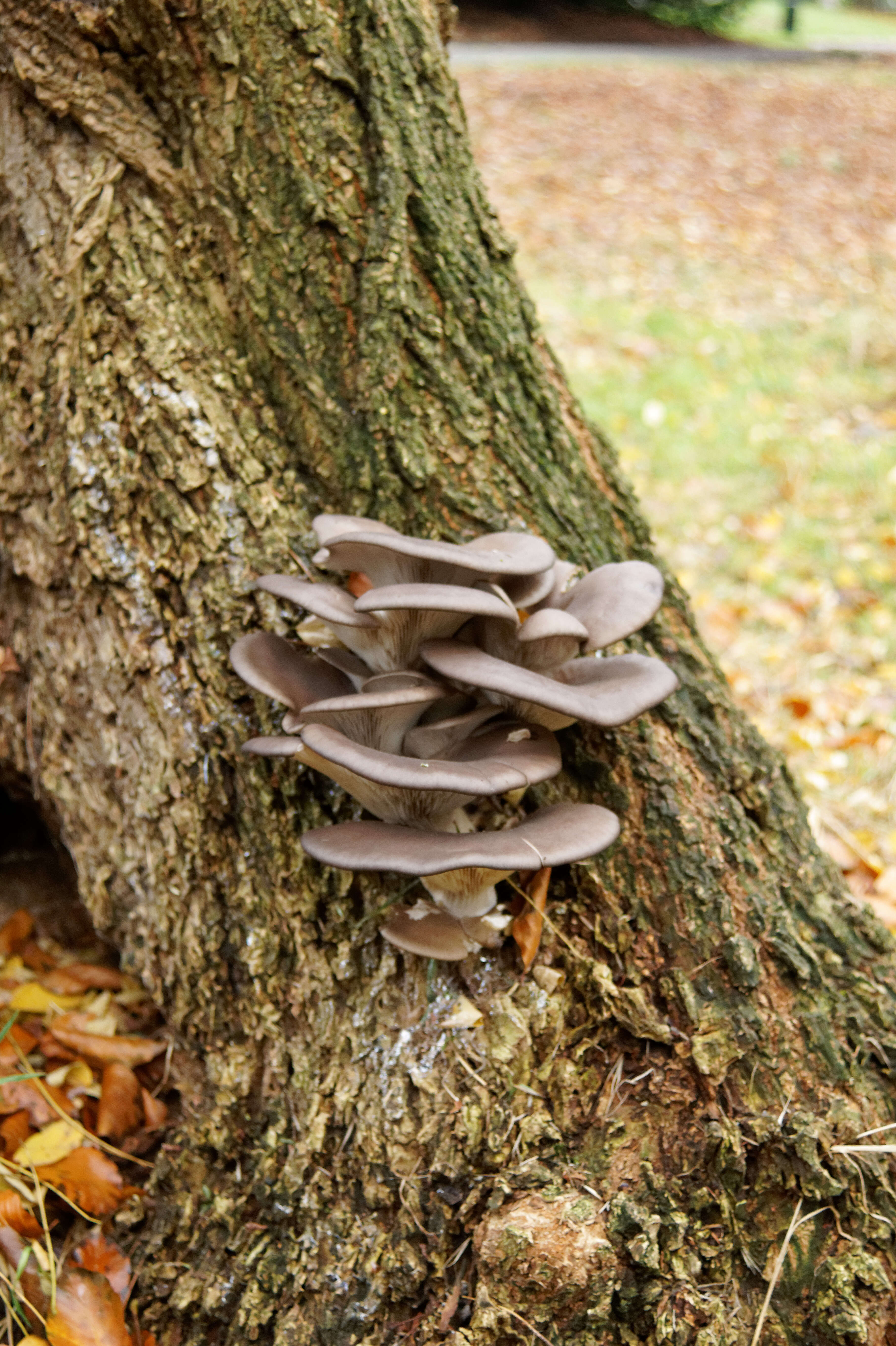 Image of Pleurotus ostreatus (Jacq.) P. Kumm. 1871