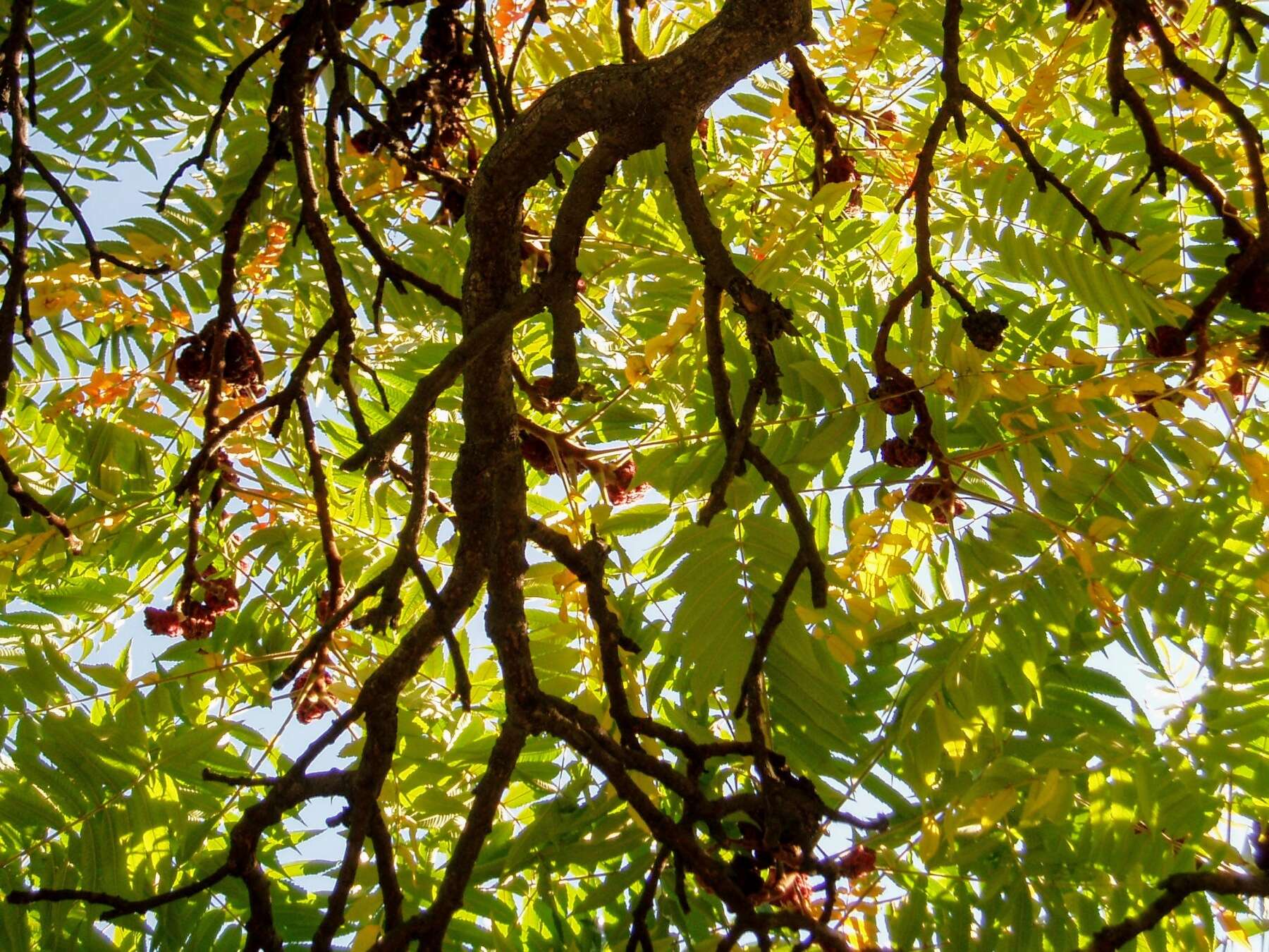 Image of staghorn sumac