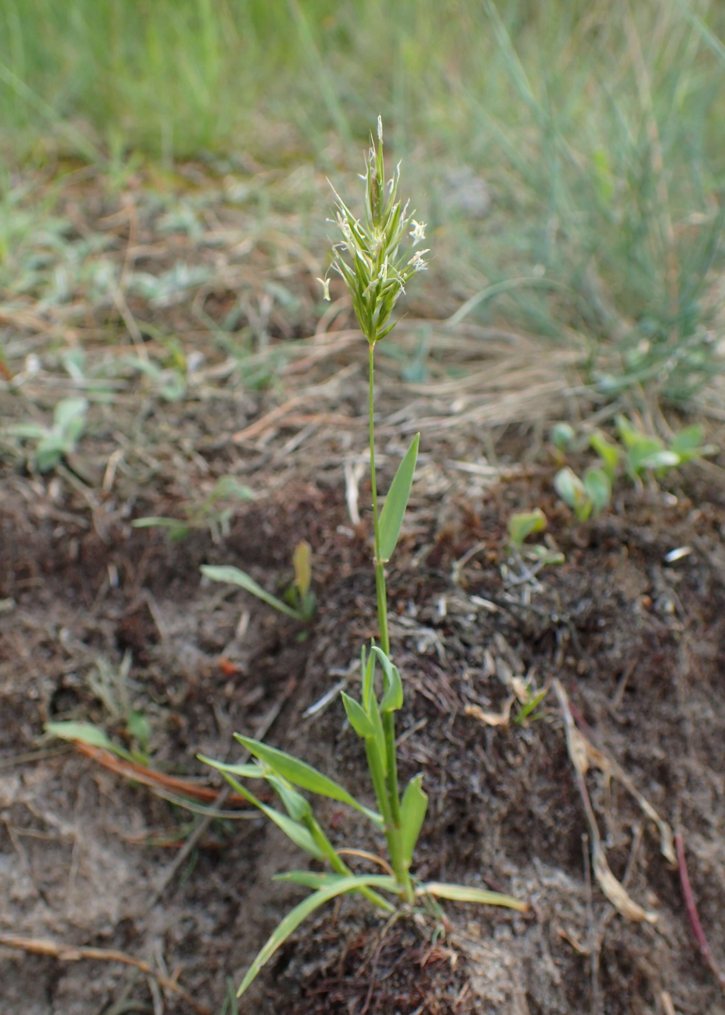 Image of annual vernal-grass