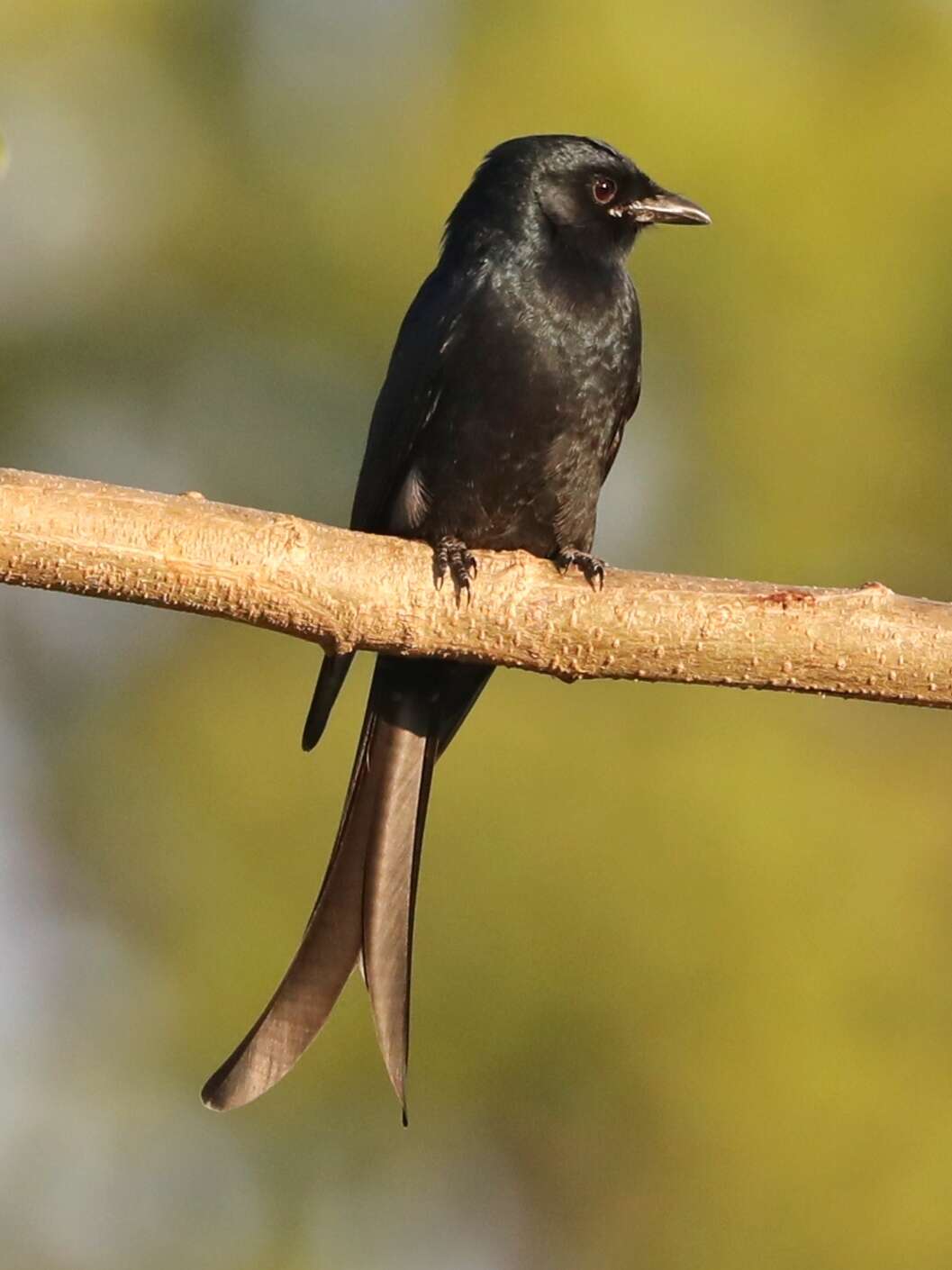 Image of Black Drongo