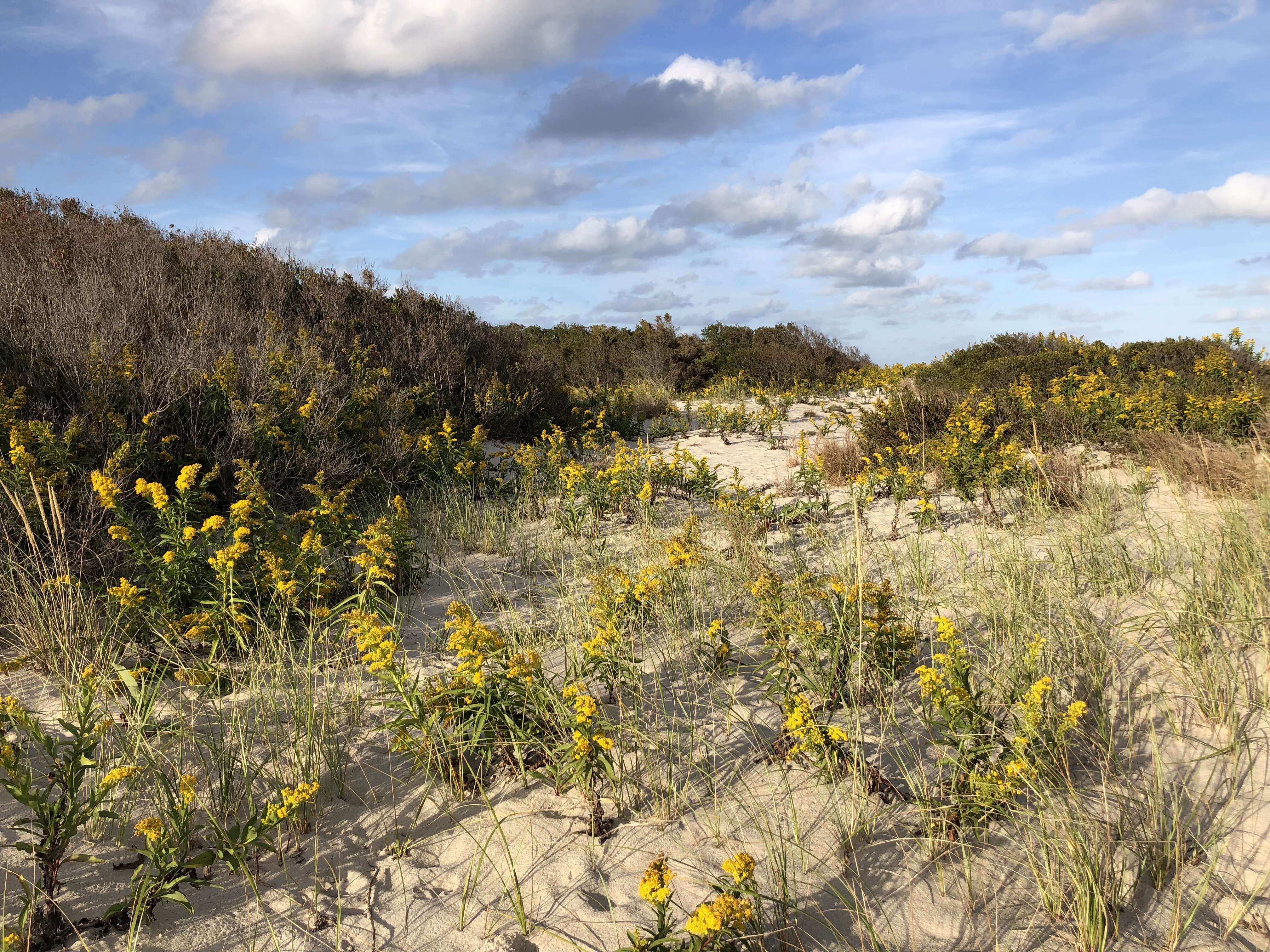 Image of seaside goldenrod