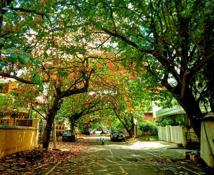 Image of tropical-almond