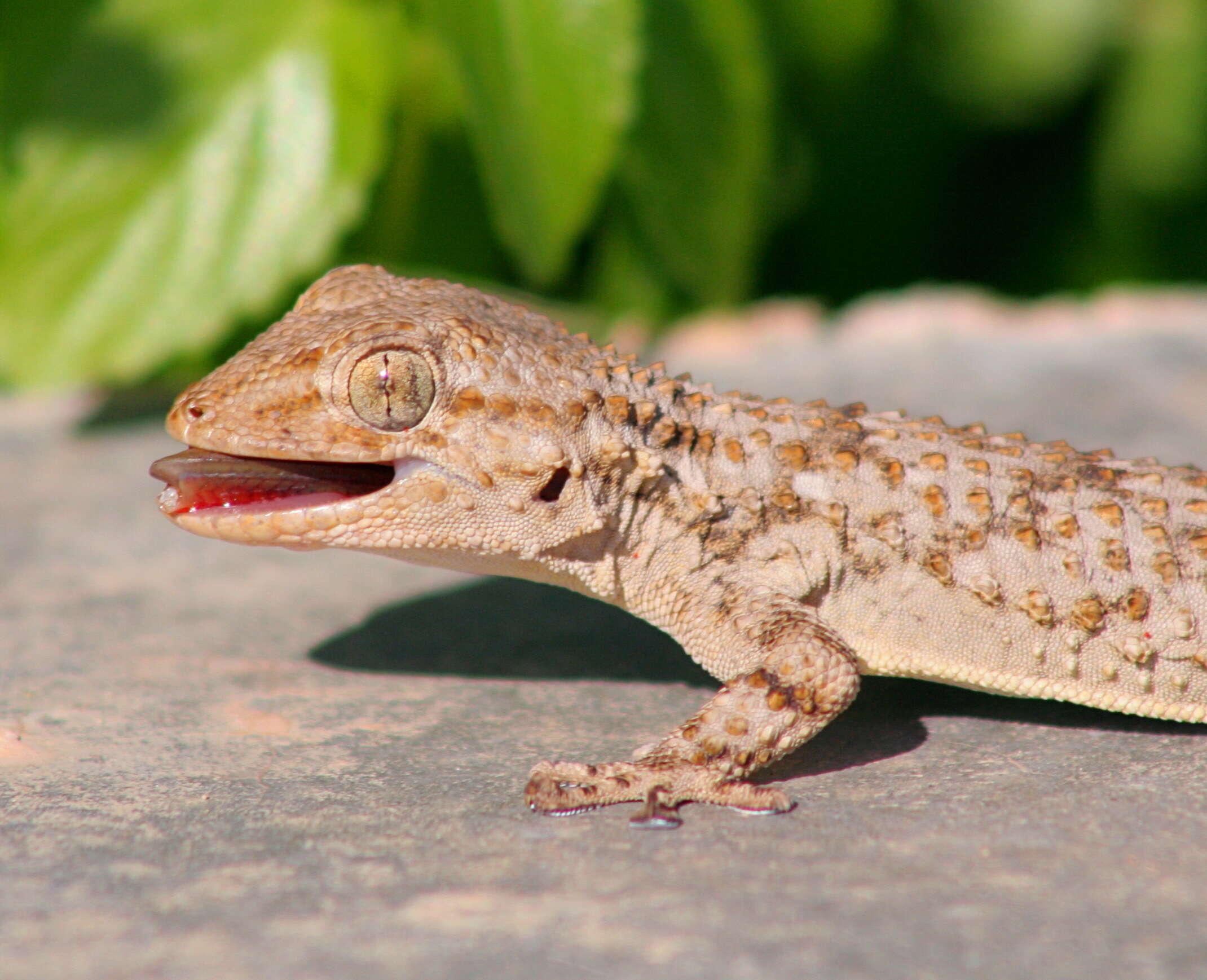 Image of Common Wall Gecko