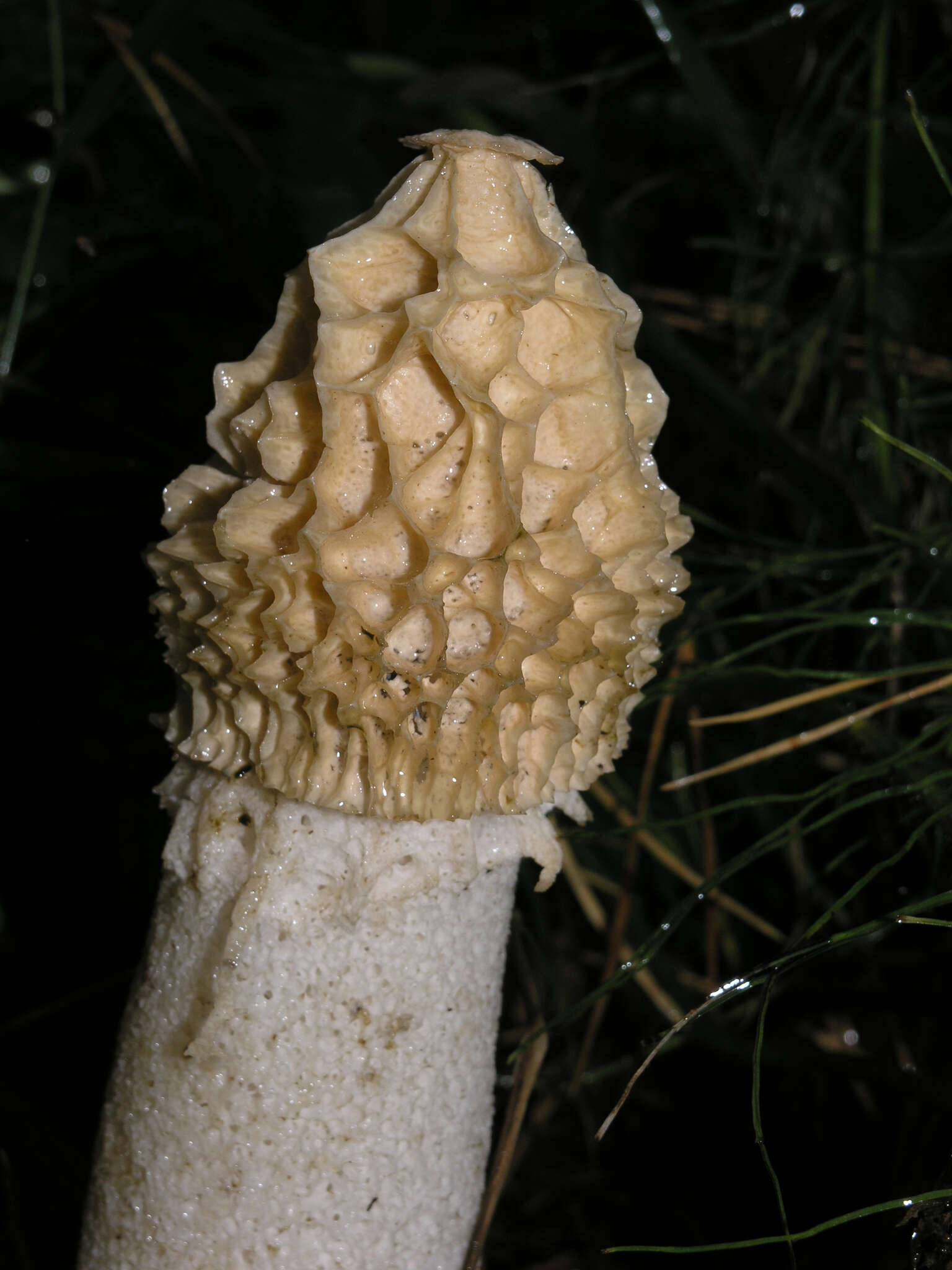 Image of Stinkhorn