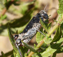 Image of Calliptamus barbarus (Costa & O. G. 1836)