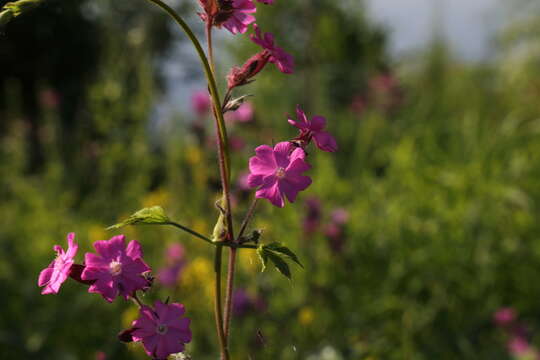 Image of Catchfly