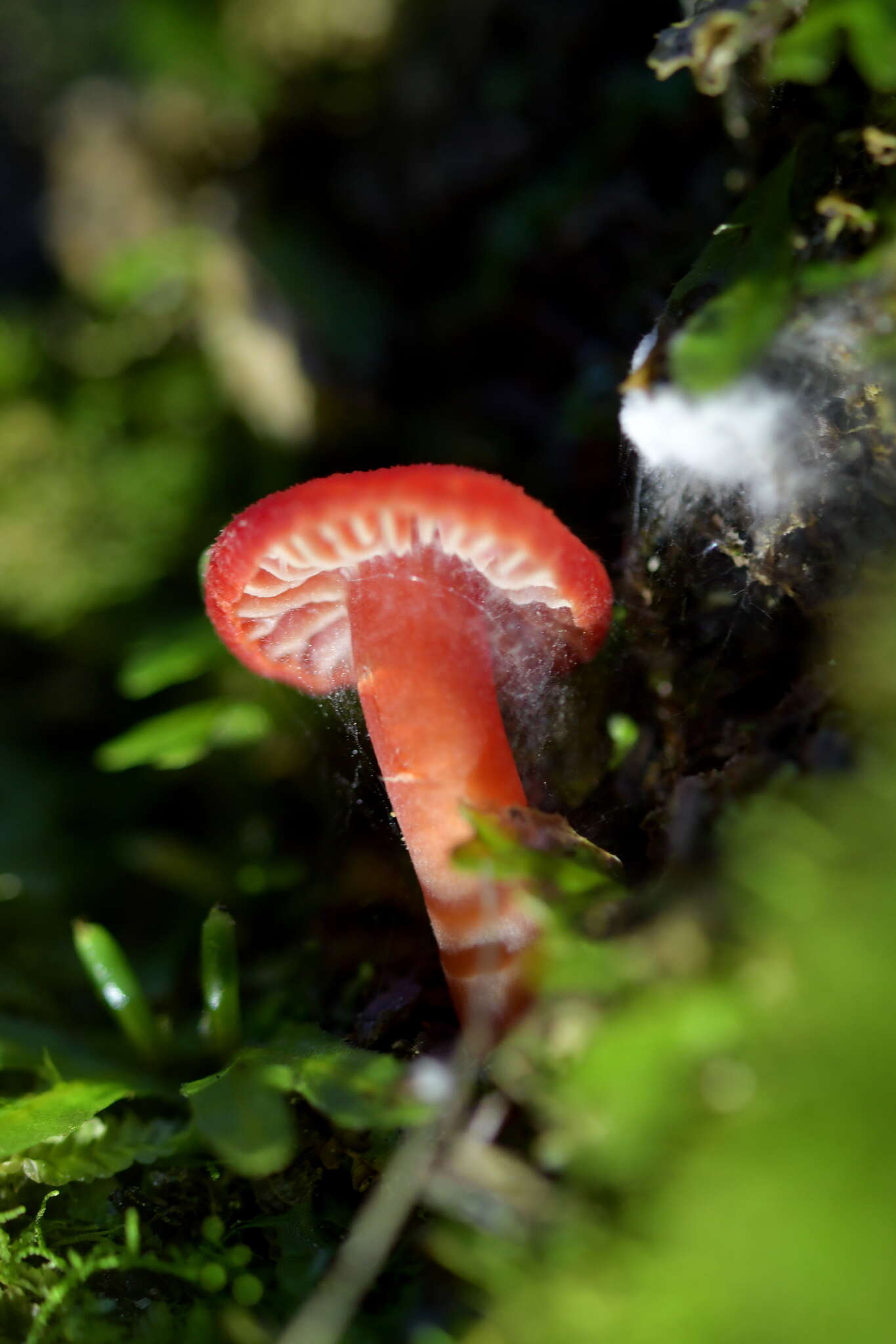 Image of Hygrocybe miniata (Fr.) P. Kumm. 1871