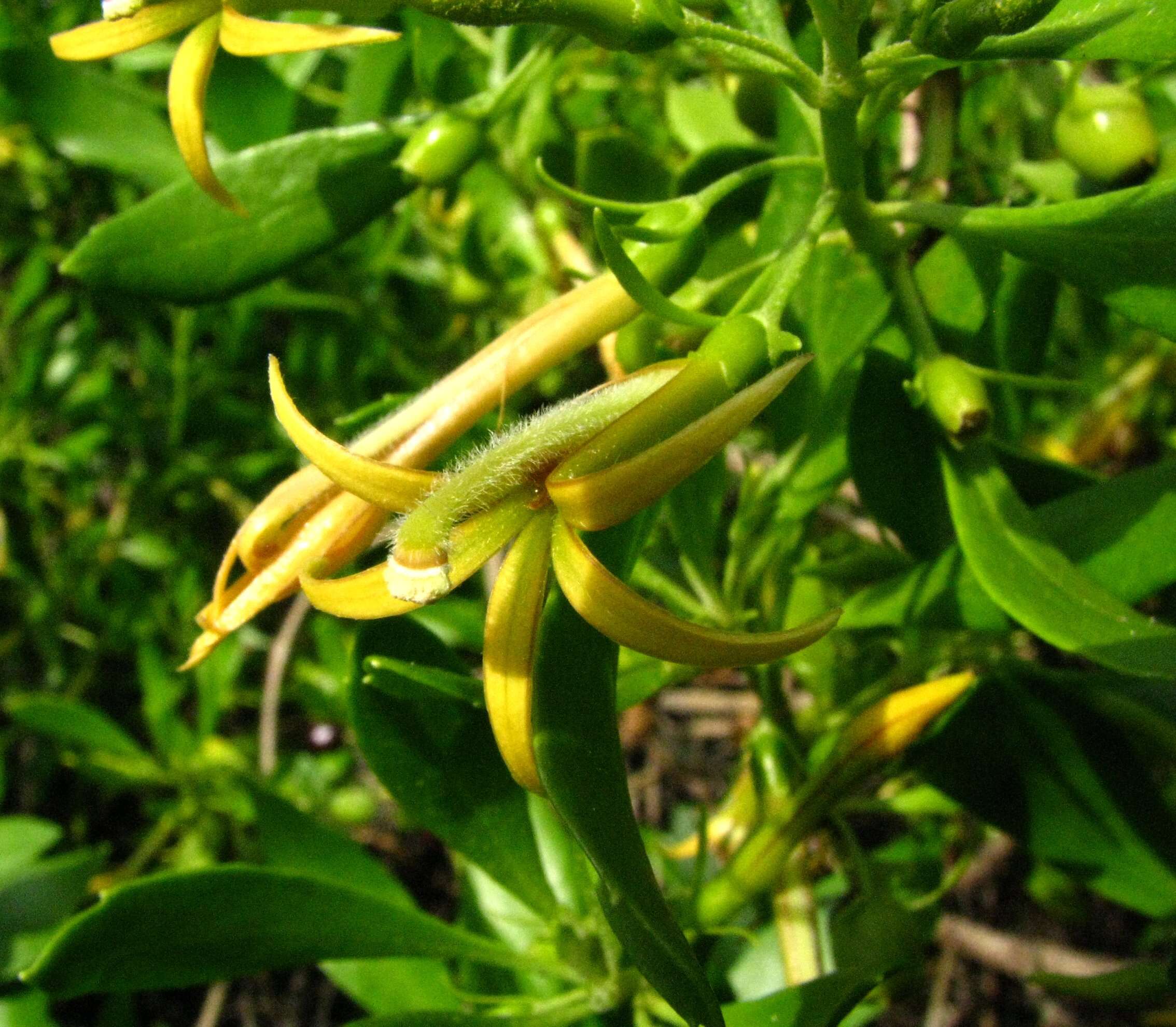 Image of ridgetop naupaka