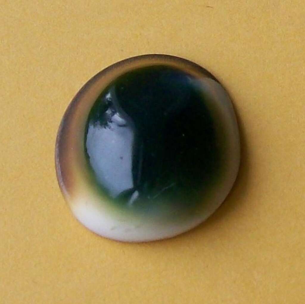 Image of cat's-eye shell