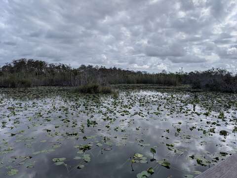 Image of waterlilies