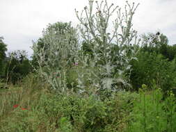 Image of Cotton Thistle