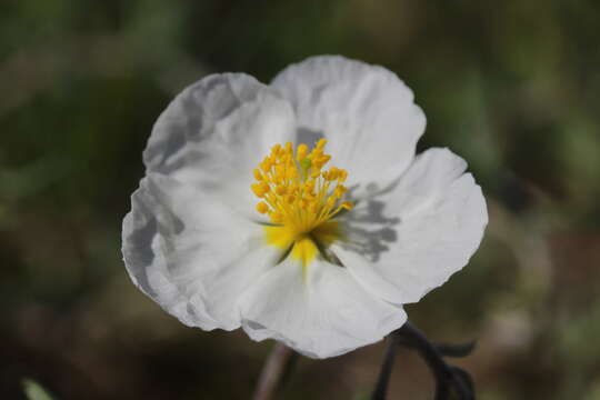 Image of Helianthemum apenninum (L.) Miller