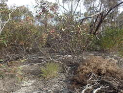 Image of Eucalyptus cernua Brooker & Hopper