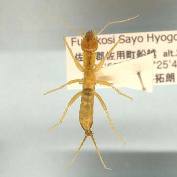 Image de Grylloblattodea