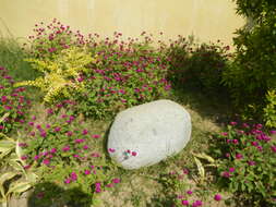 Image of globe amaranth