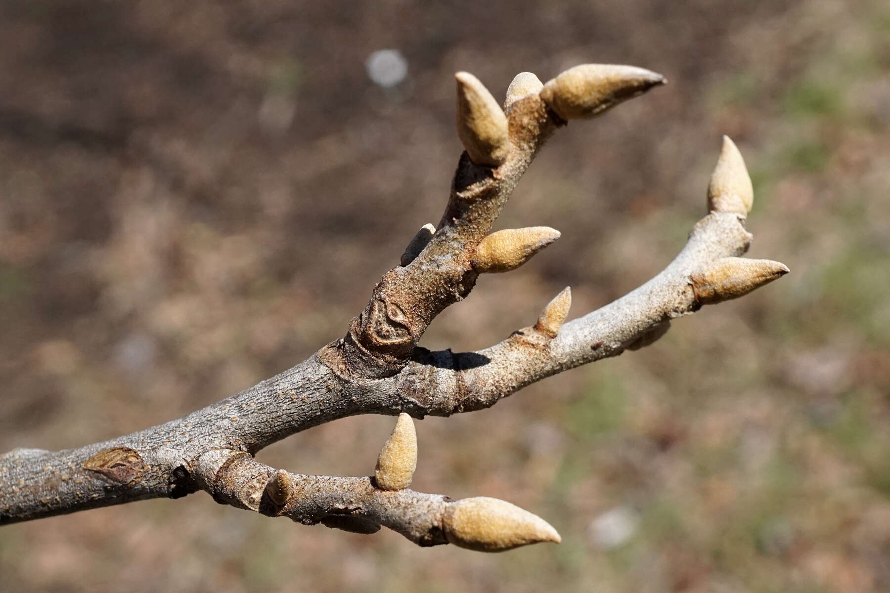 Image of nutmeg hickory