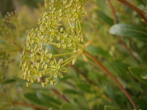 Image of Shrubby Hare's Ear