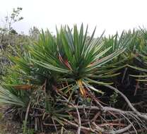 Image of Pandanus rigidifolius R. E. Vaughan & Wiehe