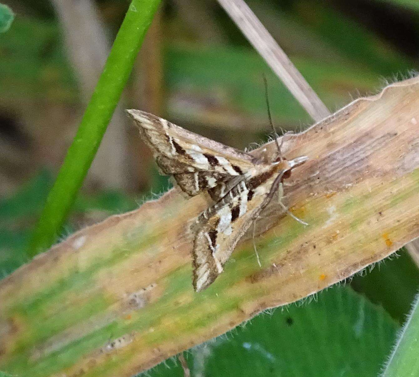 Sivun Diasemia grammalis Doubleday 1843 kuva