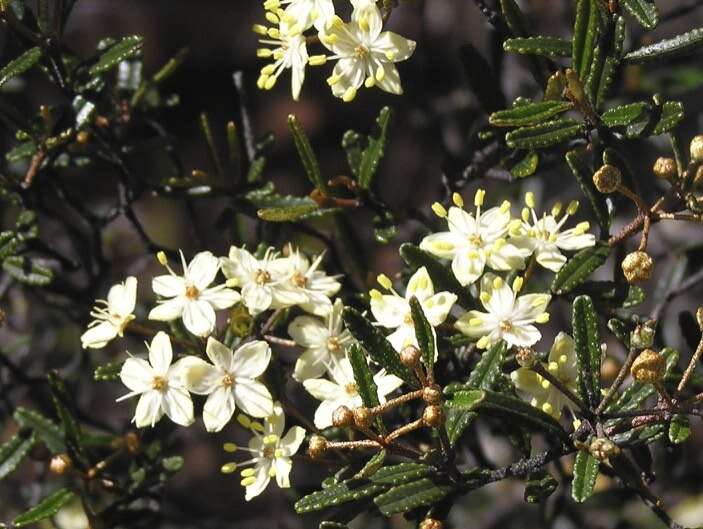 Image of Phebalium tuberculosum (F. Müll.) Benth.