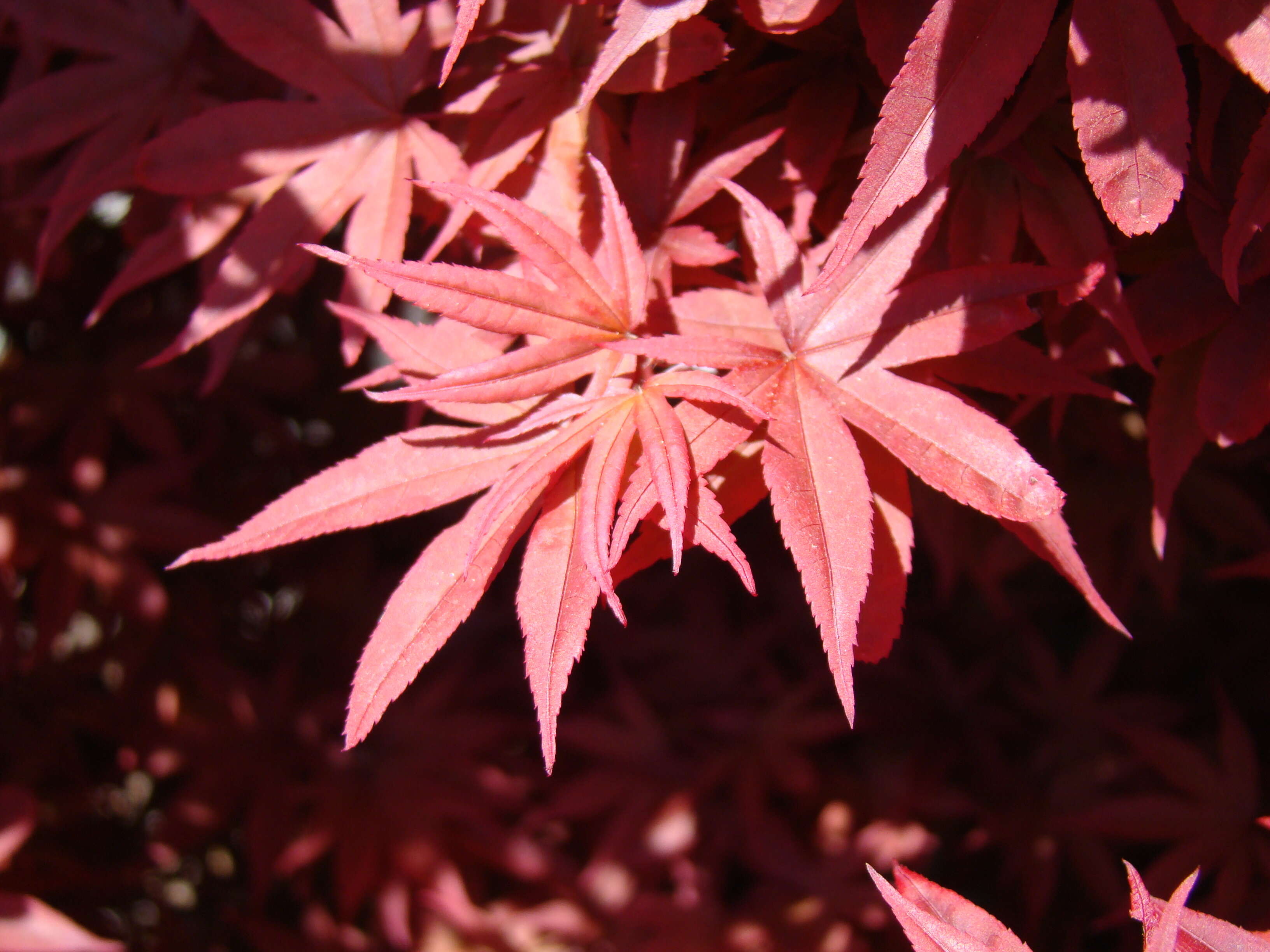 Image of Japanese maple