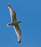 Image of European Herring Gull