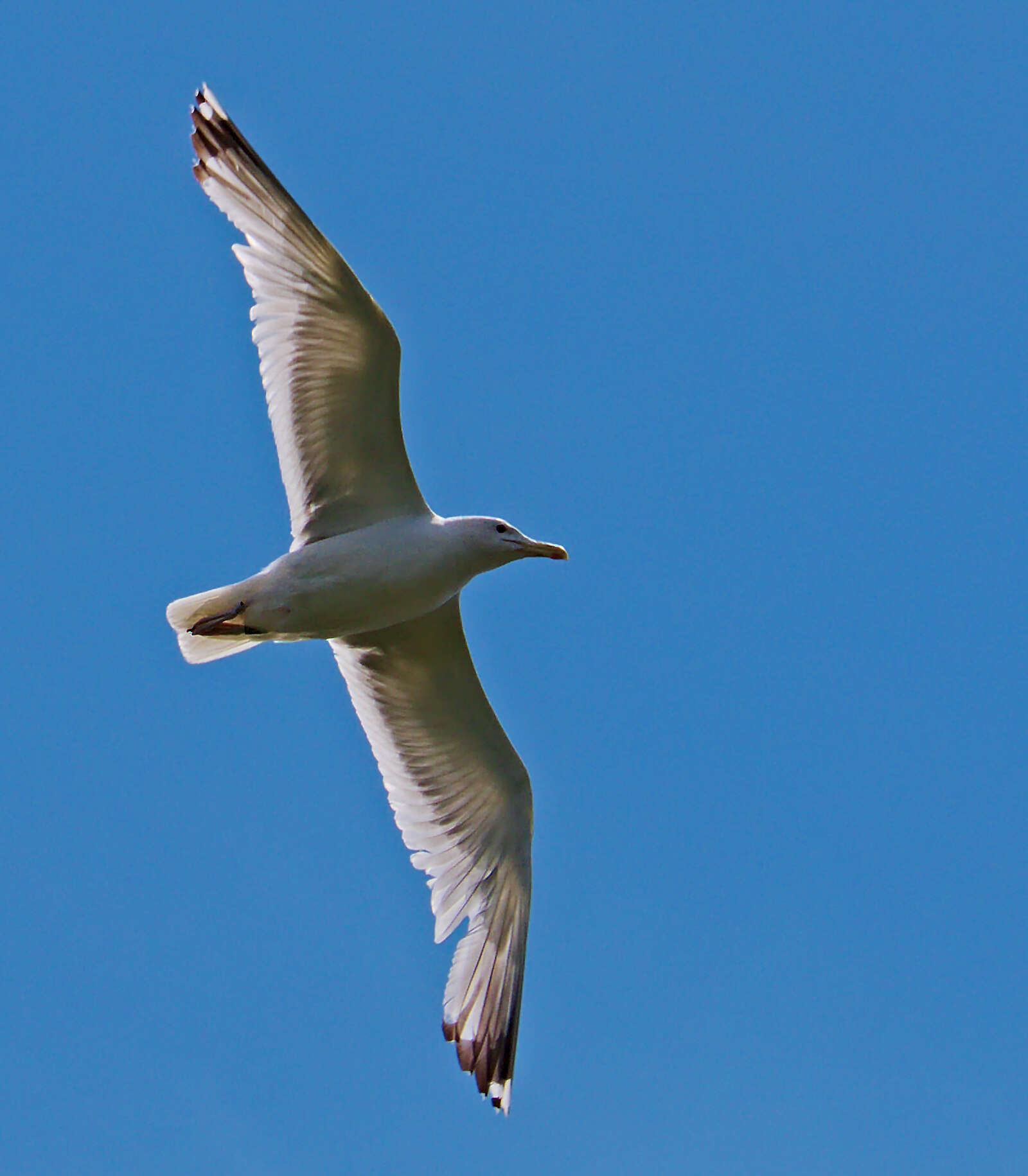 Image of European Herring Gull