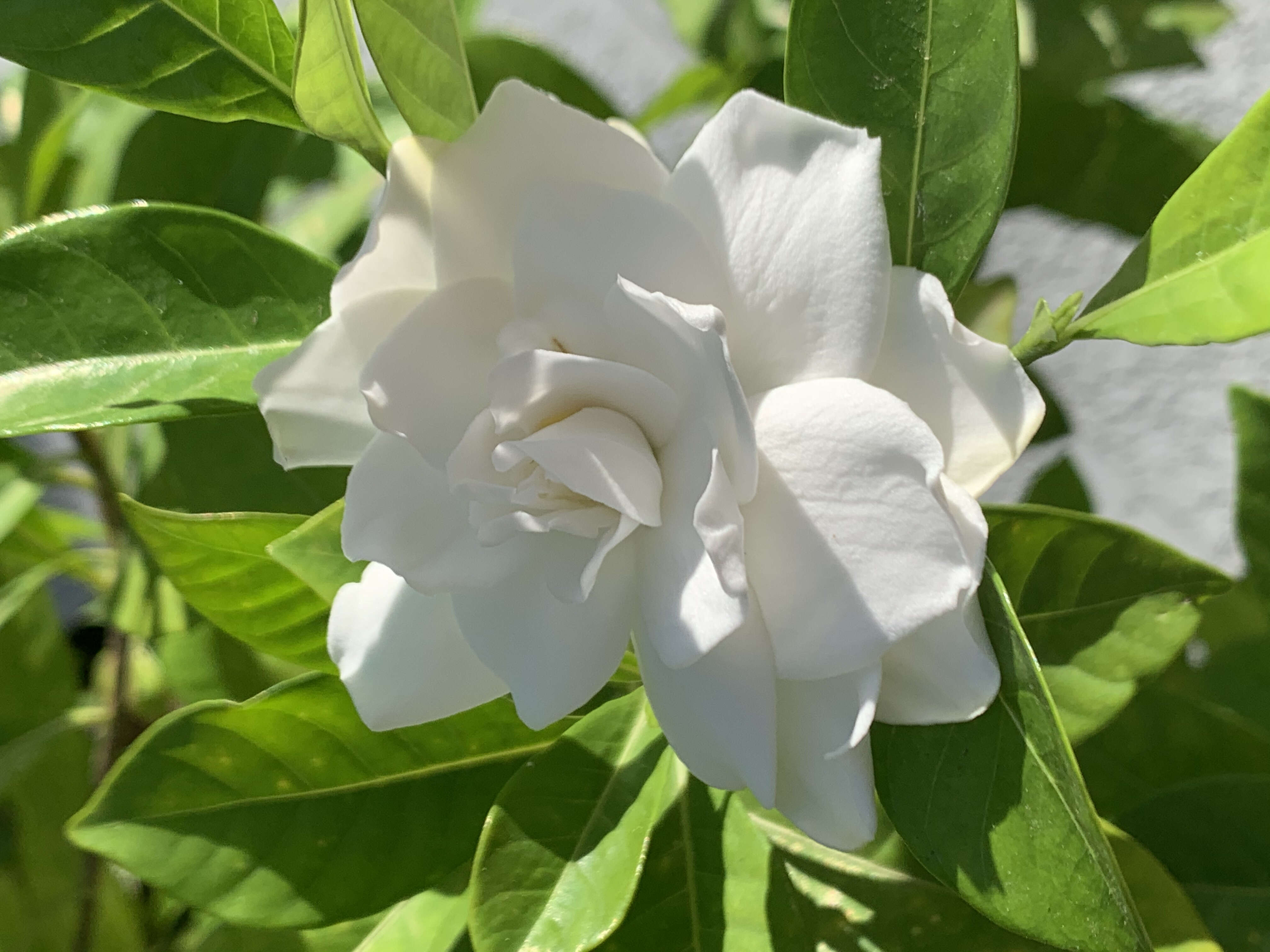 Image of Cape jasmine