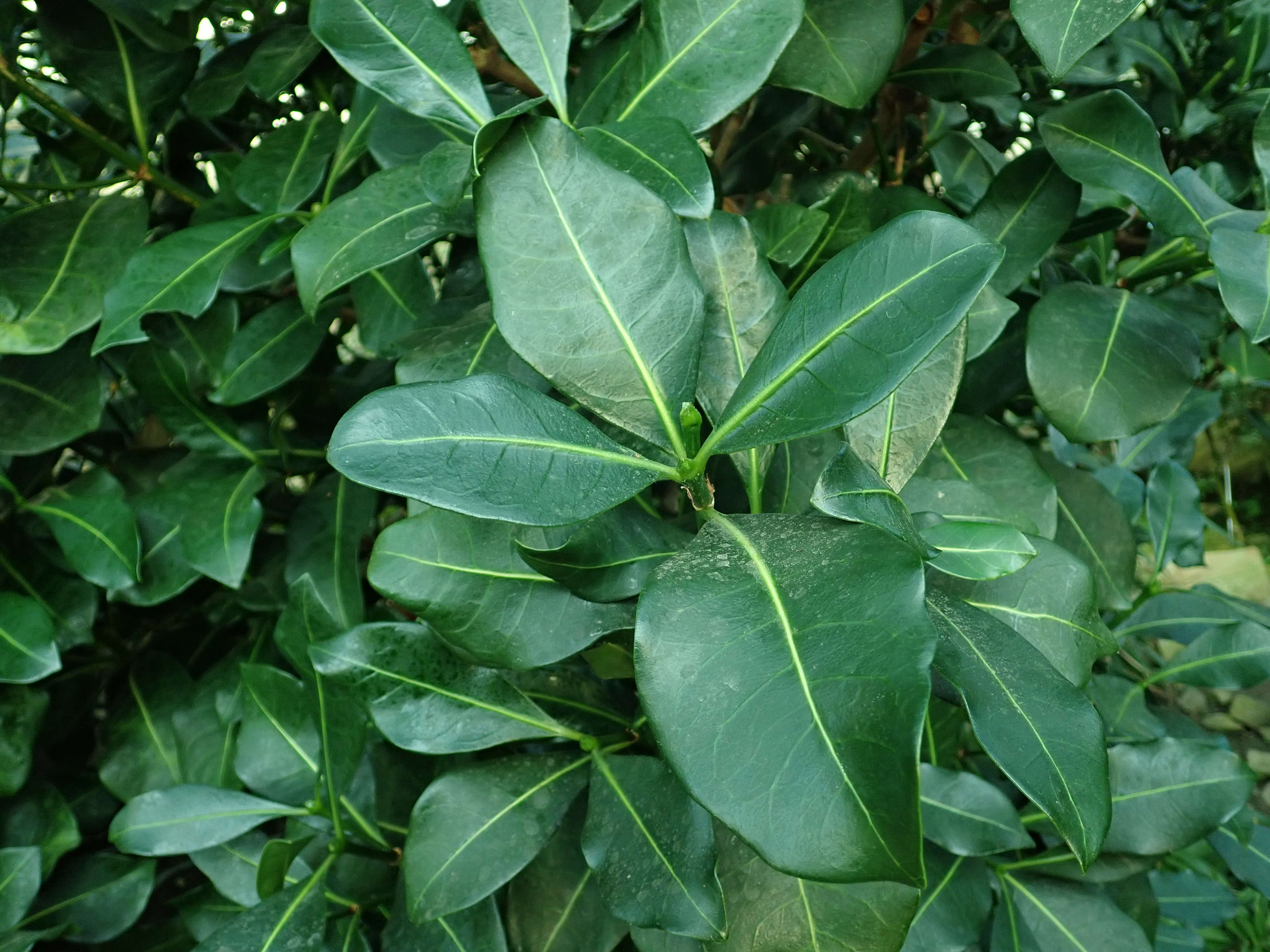 Plancia ëd Psychotria capensis (Eckl.) Vatke