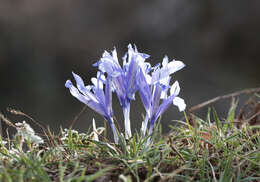 Image of Iris reticulata M. Bieb.