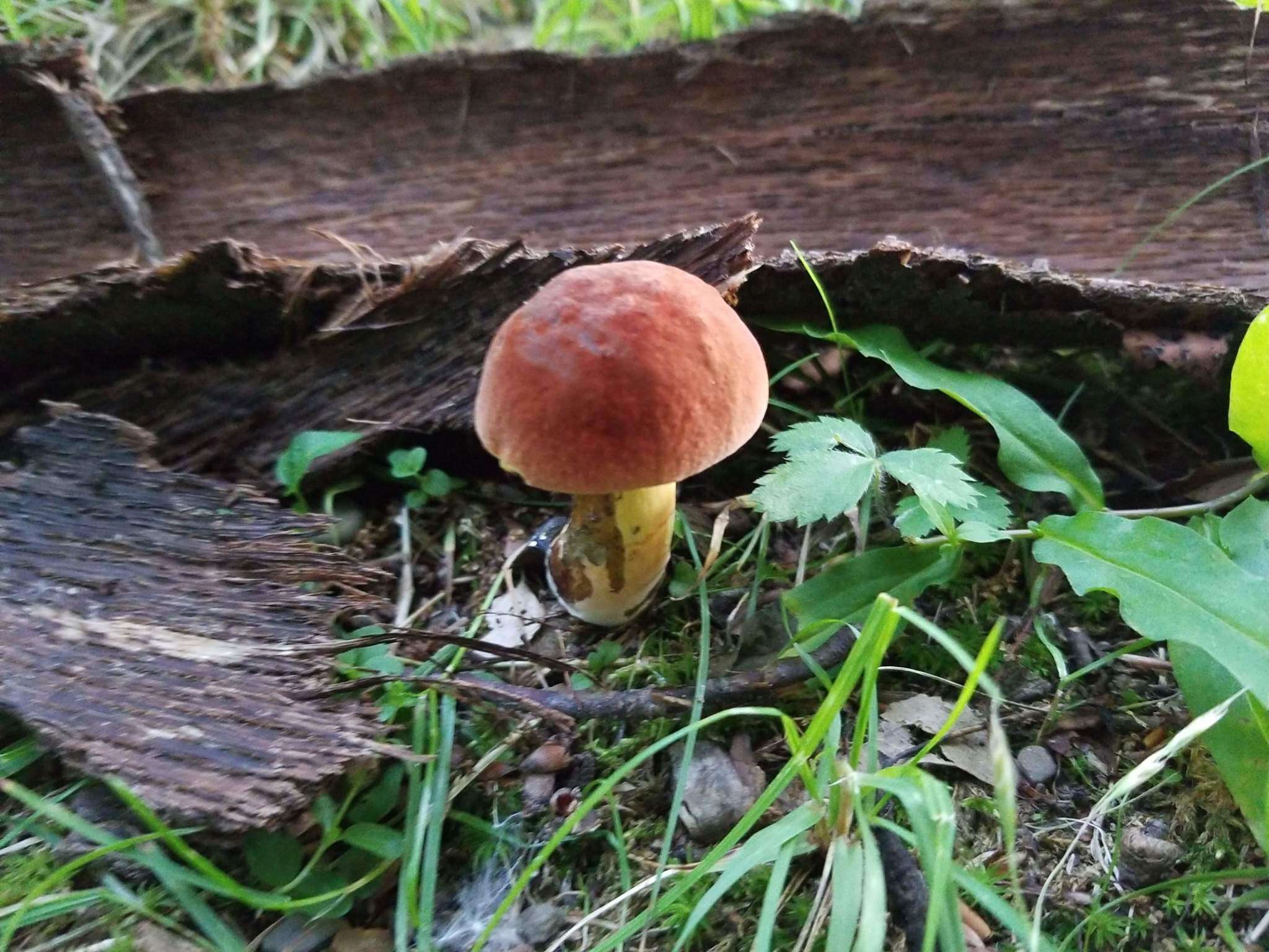 Image of Neoboletus luridiformis (Rostk.) Gelardi, Simonini & Vizzini 2014