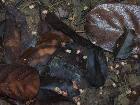 Image de Sterculia parviflora Roxb.