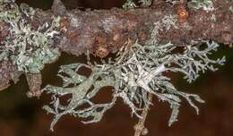 Image of ring lichen