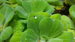 Image of pistia